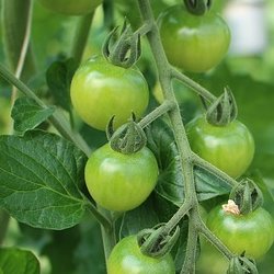 Wholesale Fresh Produce | Tomatoes