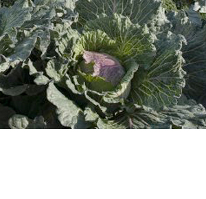 Wholesale Fresh Produce:Cabbages